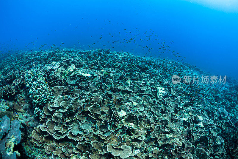 非常大的Pachyseris speciosa珊瑚花园，拉贾安帕，巴布亚，印度尼西亚